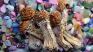 Dried shrooms on colorful stones, illustrating when do shrooms kick in