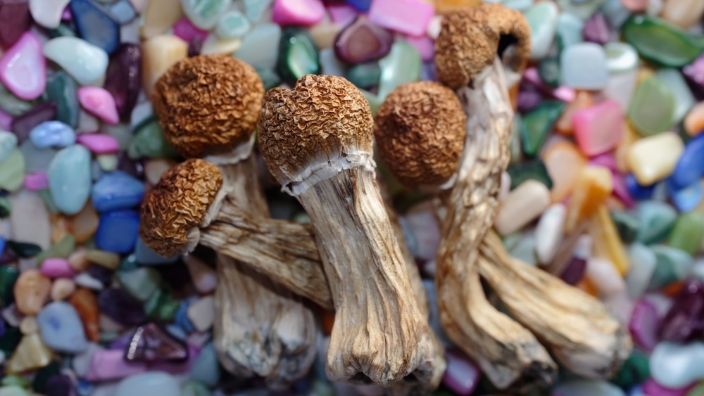 Dried shrooms on colorful stones, illustrating when do shrooms kick in