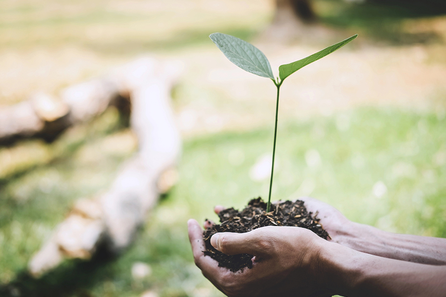Cupped hands nurturing a green plant sprout symbolizing the start of healing after learning how to choose the right detox center