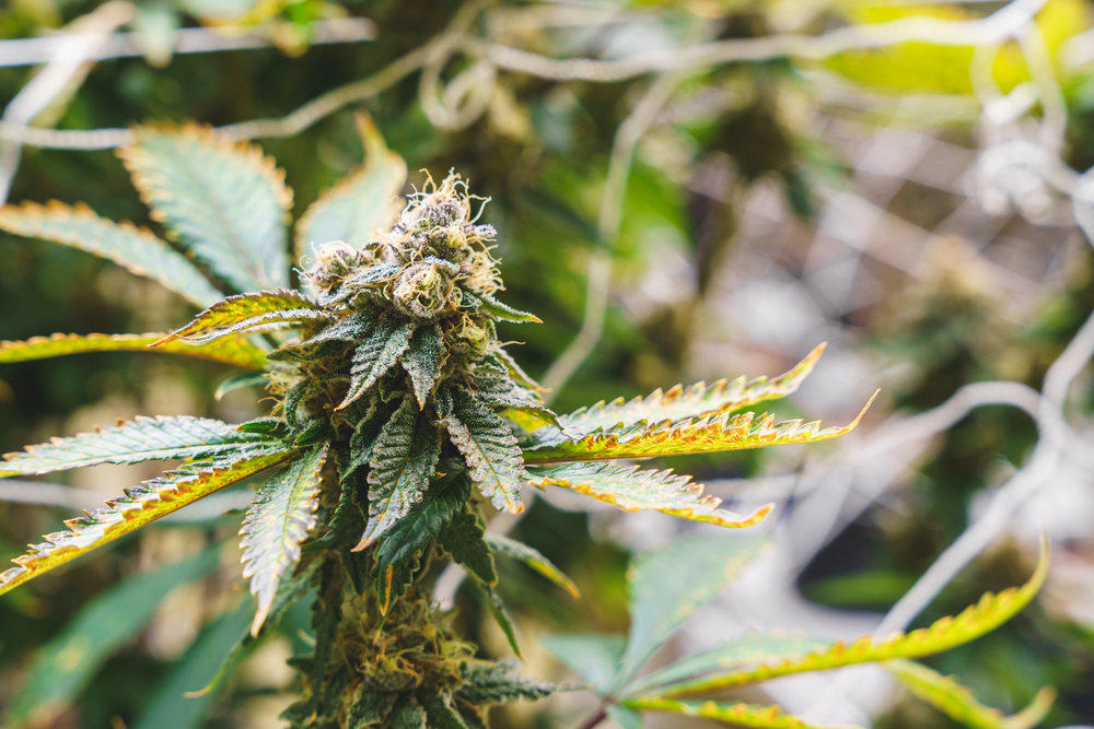 A close up budding cannabis plant at the indoor farm