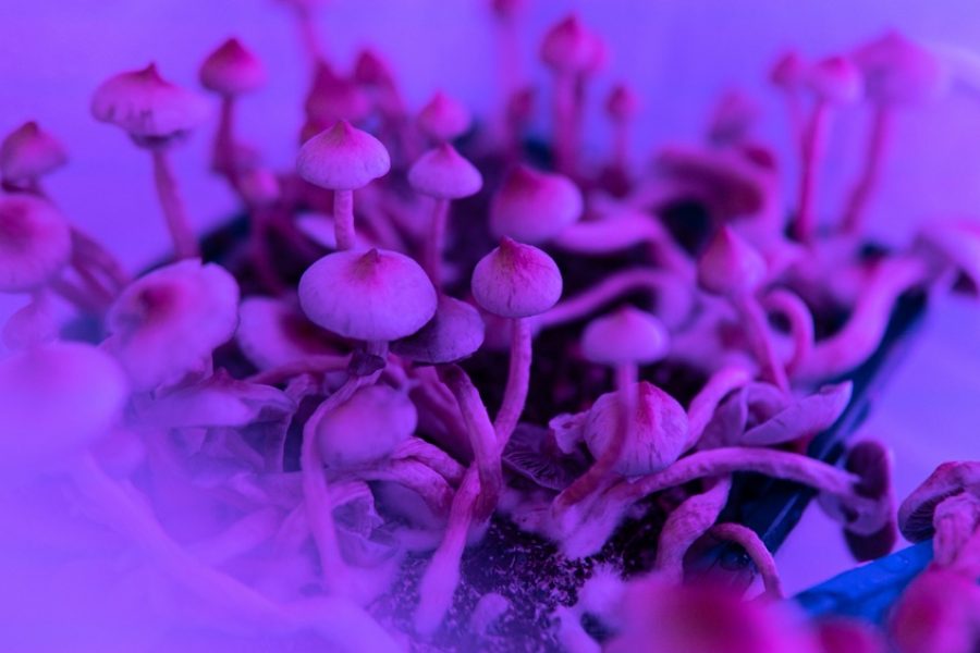 psilocybin mushrooms on the human psyche